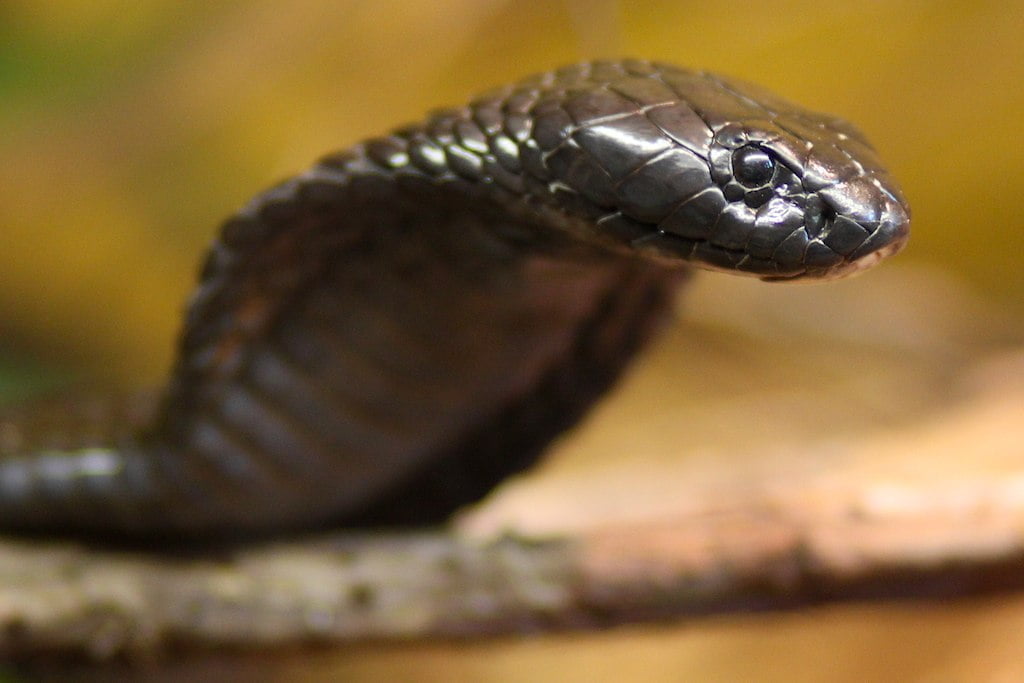 Egyptian Cobra - Most Dangerous Animals in Africa
