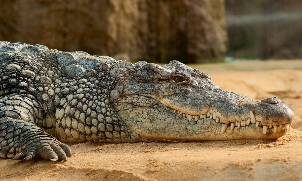 Nile Crocodile - Most Dangerous Animals in Africa