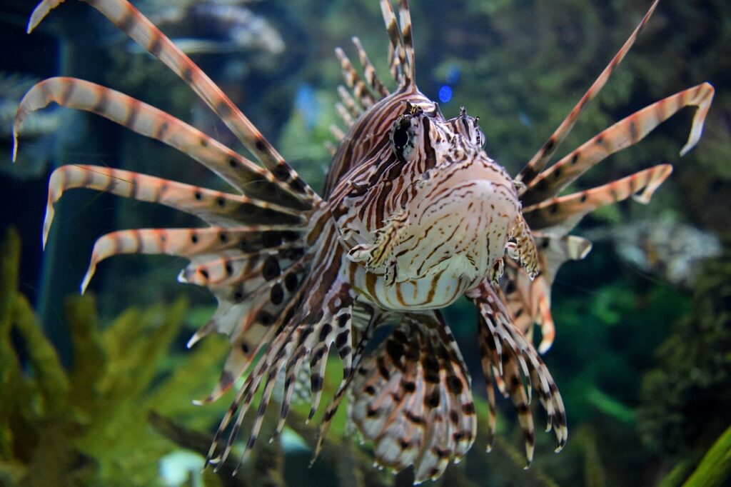 Red lionfish - Most Dangerous Animals in Africa