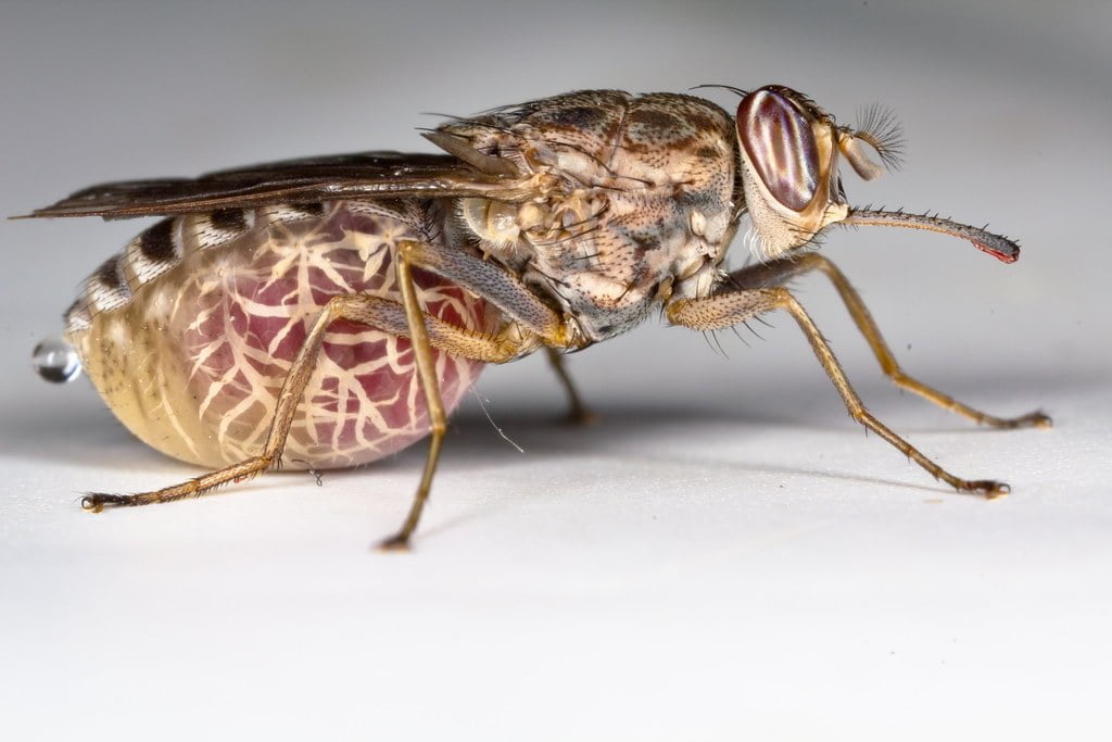 Tsetse Fly - Most Dangerous Animals in Africa
