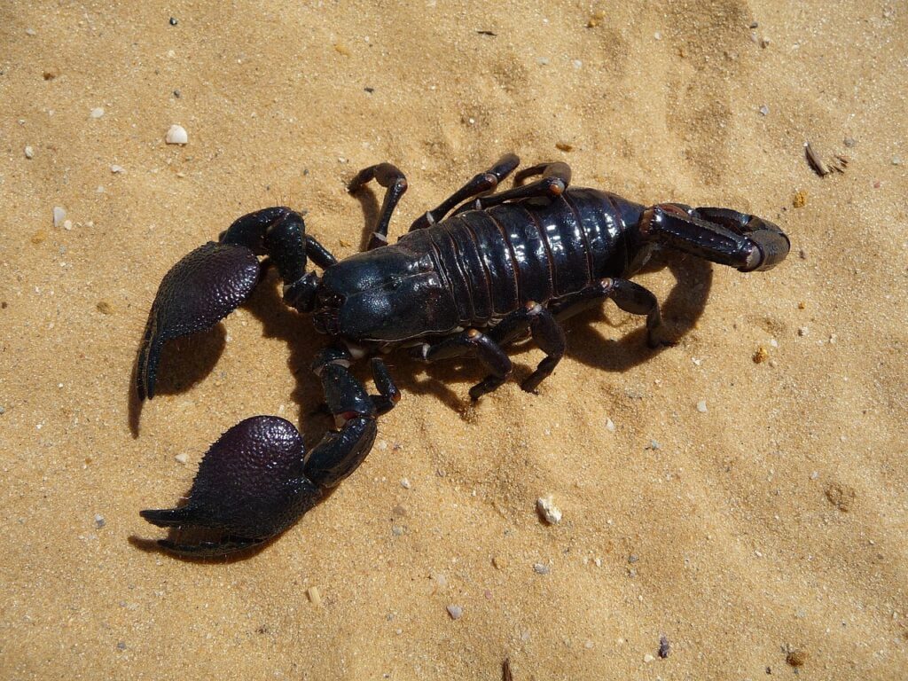 Emperor Scorpion - Most Dangerous Animals in Africa