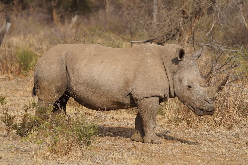 African Rhinoceros - Most Dangerous Animals in Africa