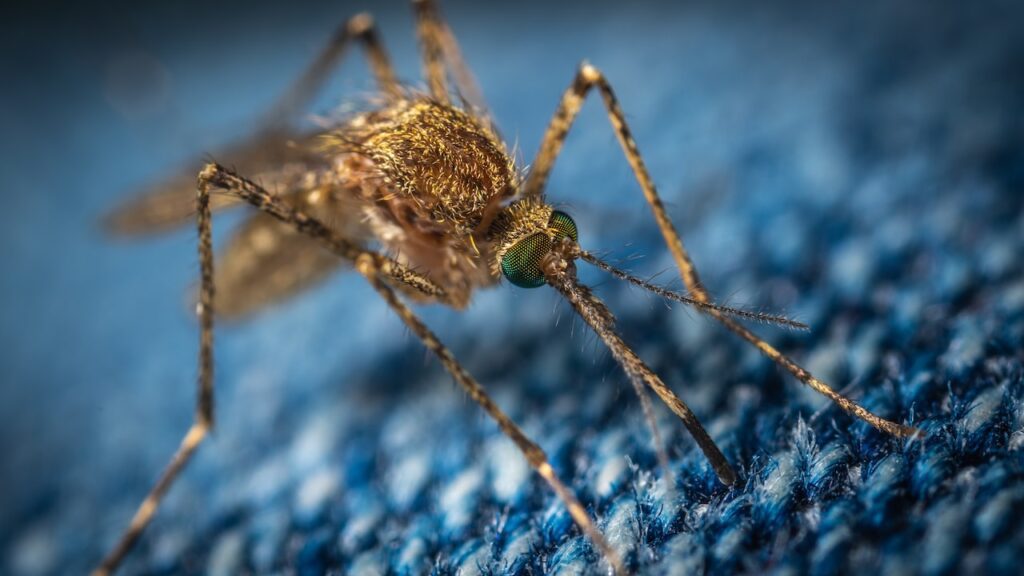 Mosquito - Most Dangerous Animals in Africa
