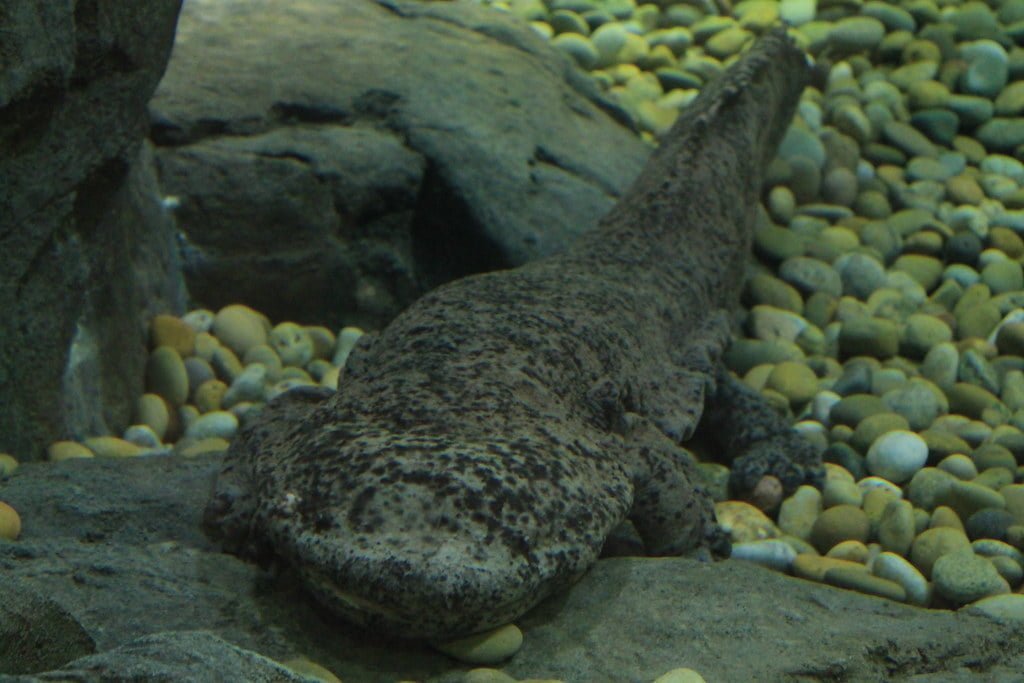 Giant Chinese Salamander