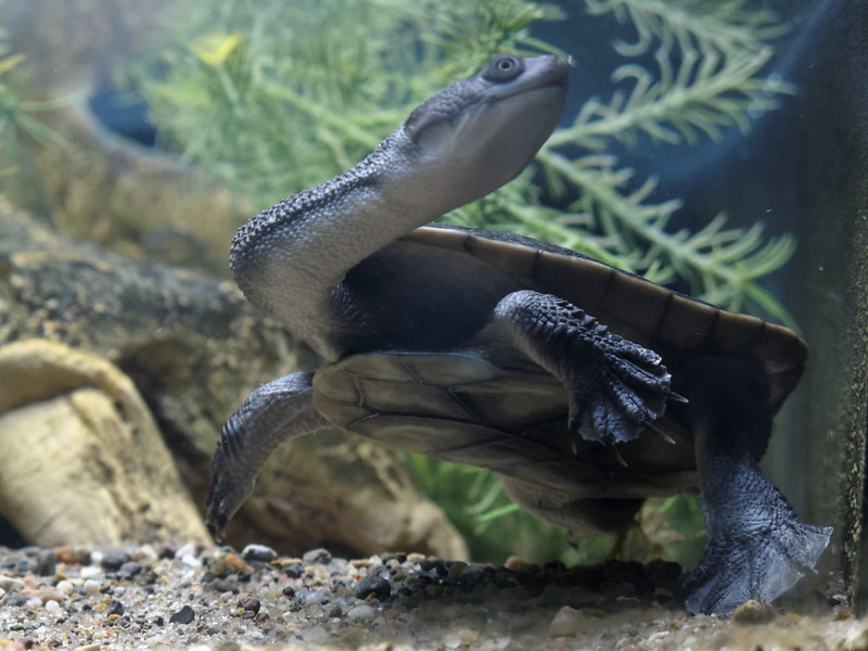 Roti Island Snake Necked Turtle