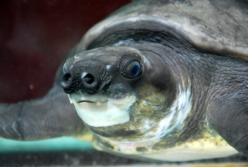 Pig-Nosed Turtle - Top 40 Ugliest Animals in the World