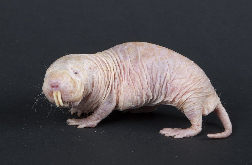 Naked Mole Rat - Top 40 Ugliest Animals in the World