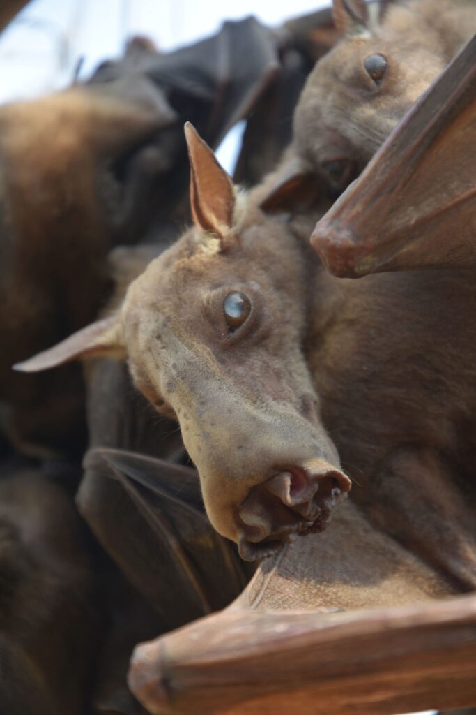 Hammer-headed Bat - Top 40 Ugliest Animals in the World