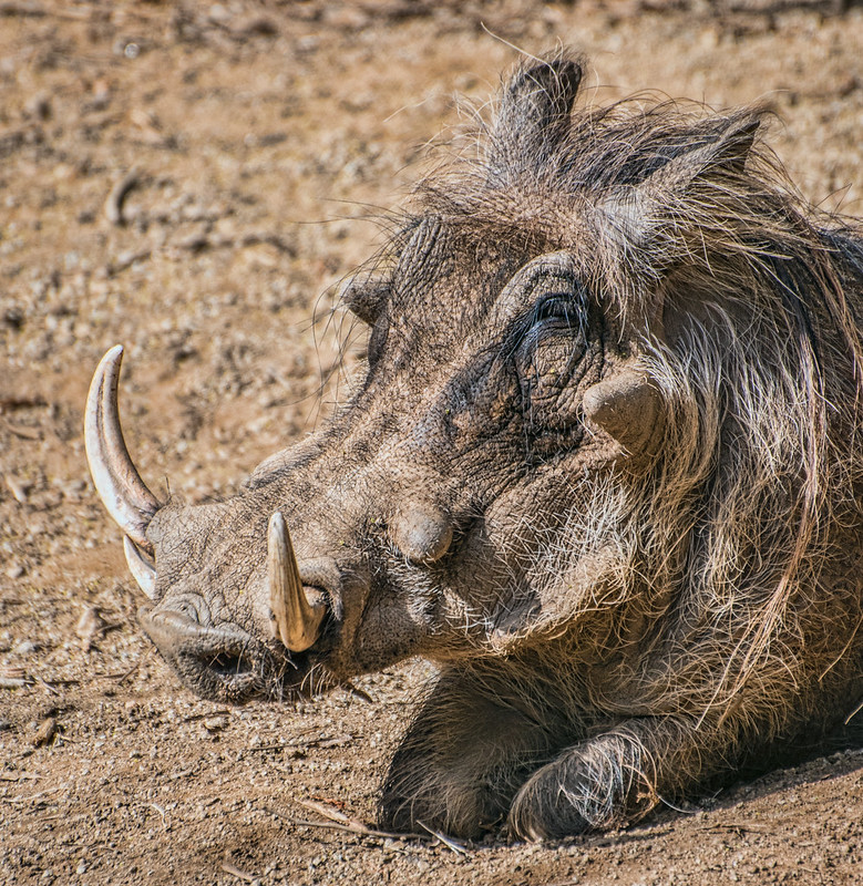 Warthog