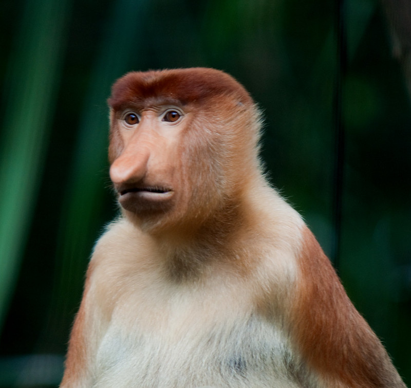 Proboscis Monkey