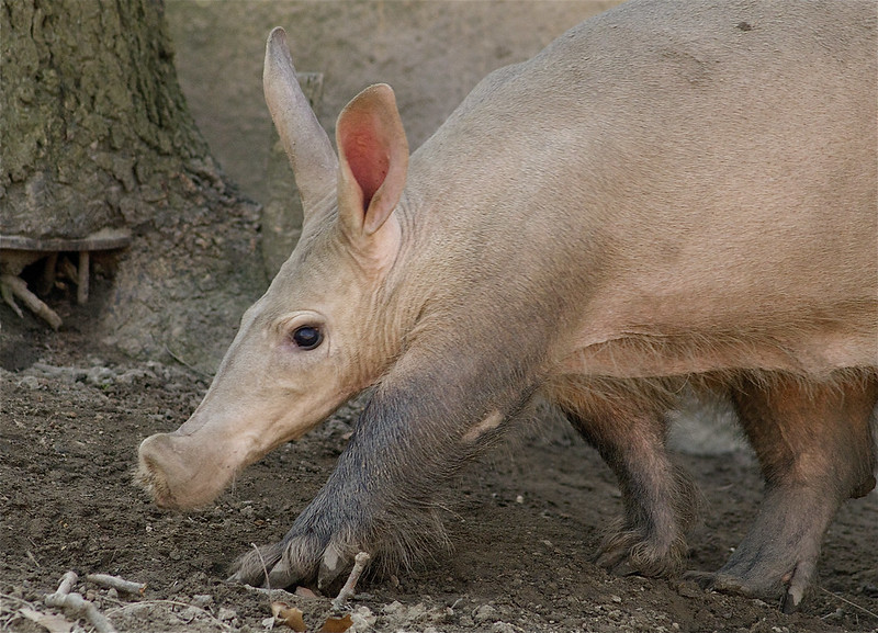 Aardvark