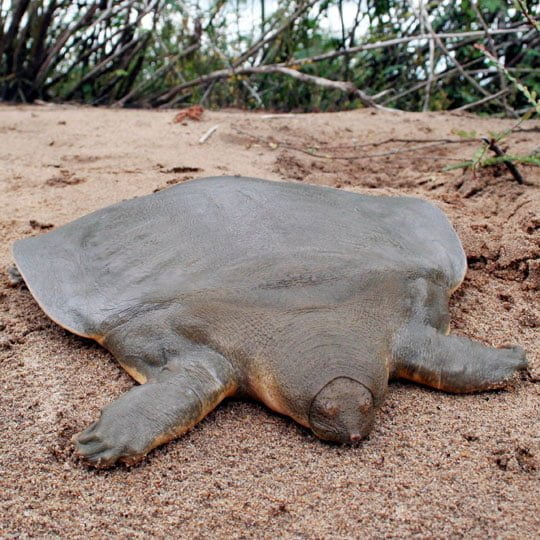 Cantor's Giant Softshell Turtle