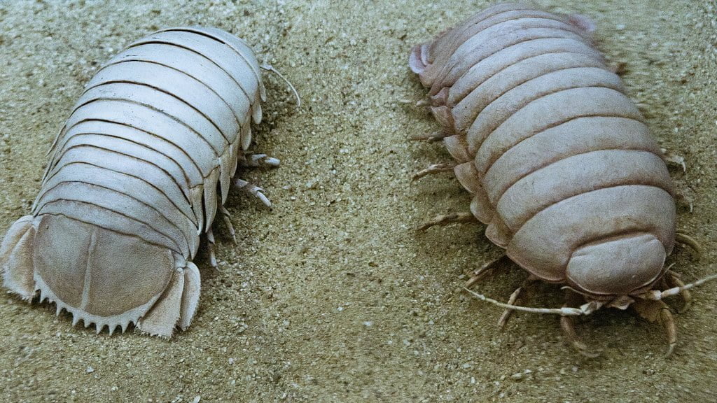 Giant Isopod