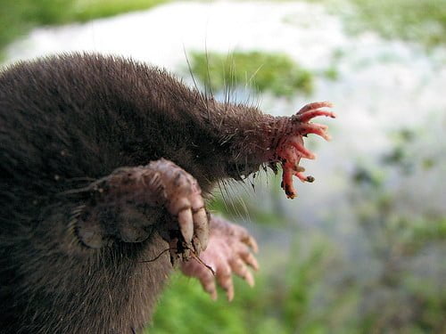 Star-nosed Mole - Top 40 Ugliest Animals in the World