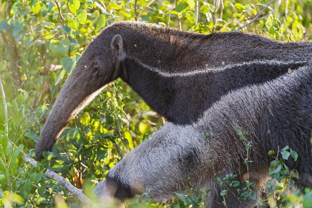 Giant Anteater