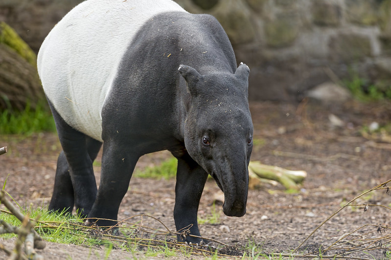 Tapir