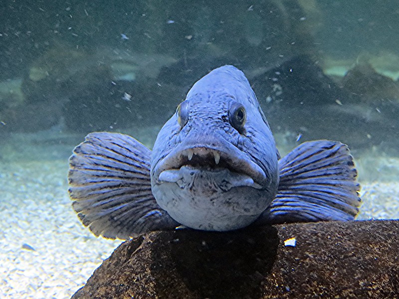 Wolffish