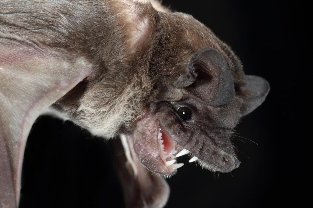 Angolan Free-Tailed Bat - Top 40 Ugliest Animals in the World