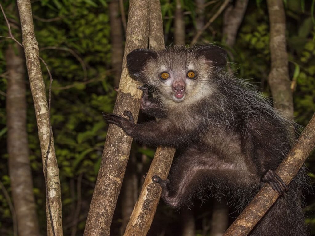 Aye-aye