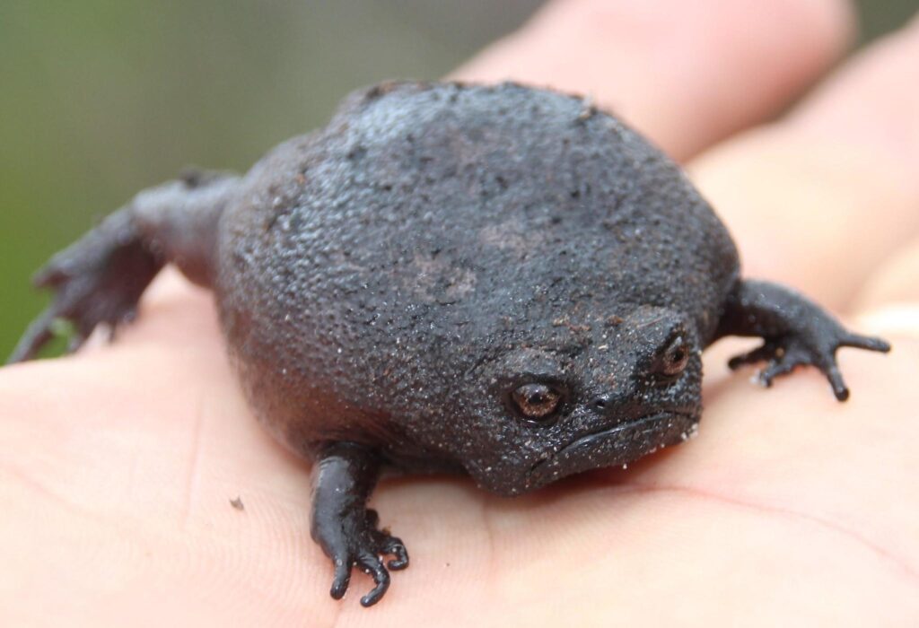 Black Rain Frog