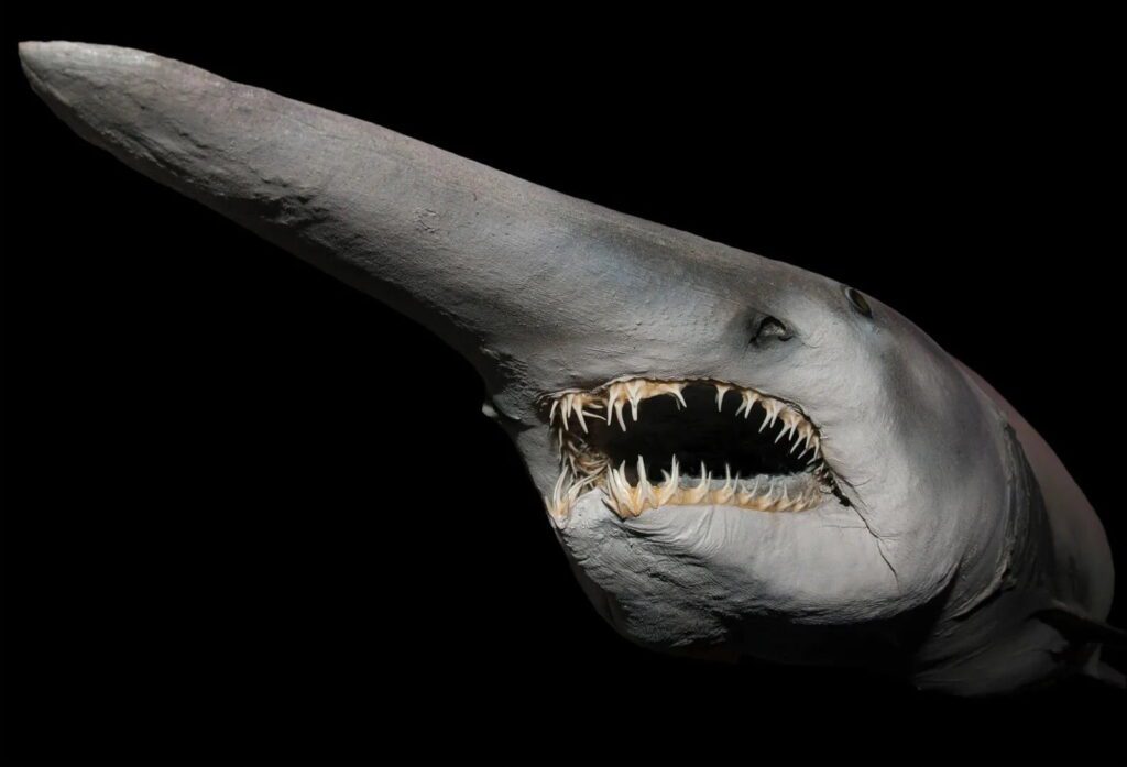 Goblin Shark - Top 40 Ugliest Animals in the World