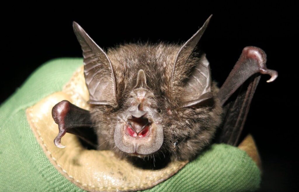 Horseshoe Bat - Top 40 Ugliest Animals in the World