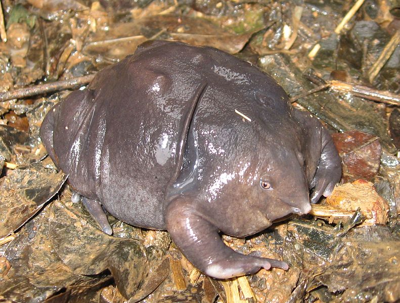 Indian Purple Frog - Top 40 Ugliest Animals in the World