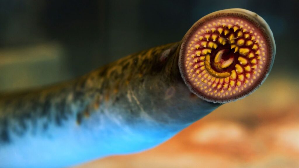 Lamprey - Top 40 Ugliest Animals in the World