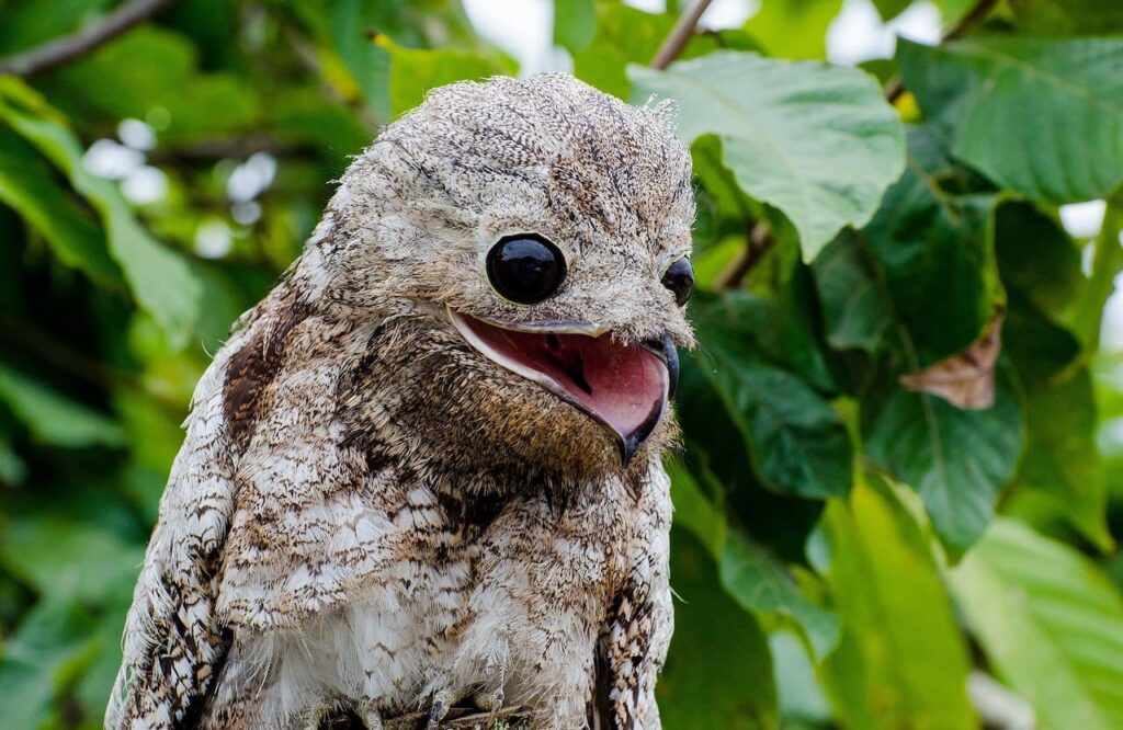 Potoo - Top 40 Ugliest Animals in the World