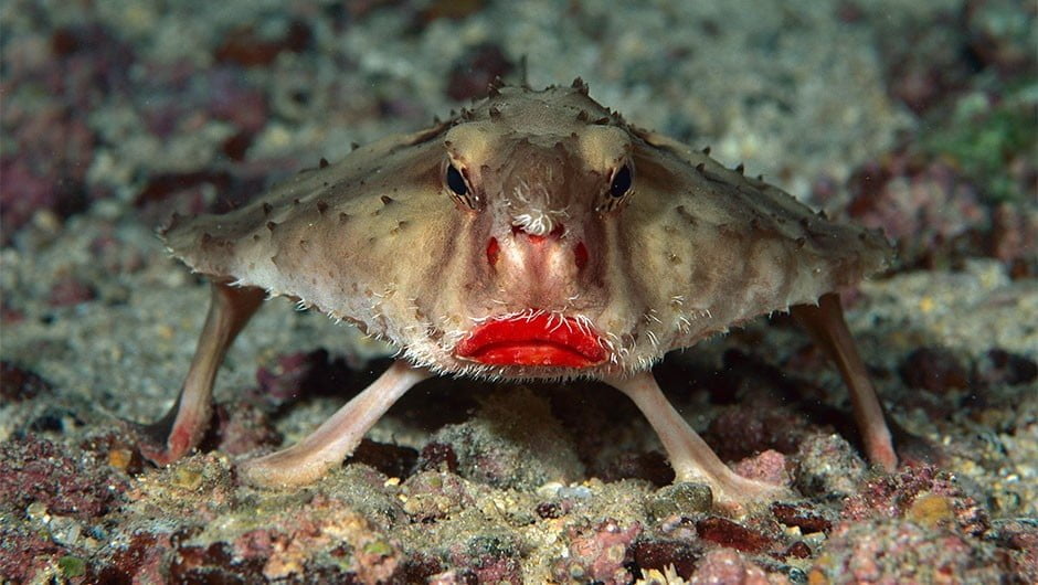 Red-lipped Batfish - Top 40 Ugliest Animals in the World