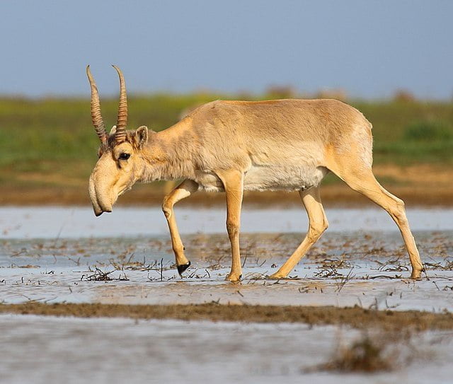 Saiga Antelope - Top 40 Ugliest Animals in the World