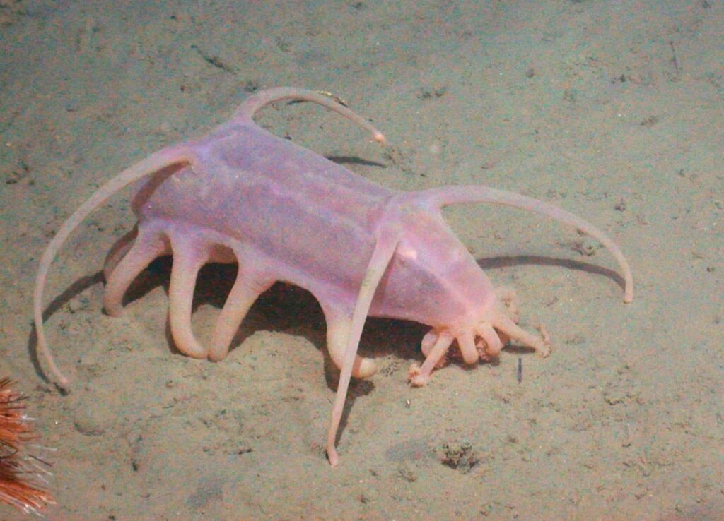 Sea Pig - Top 40 Ugliest Animals in the World