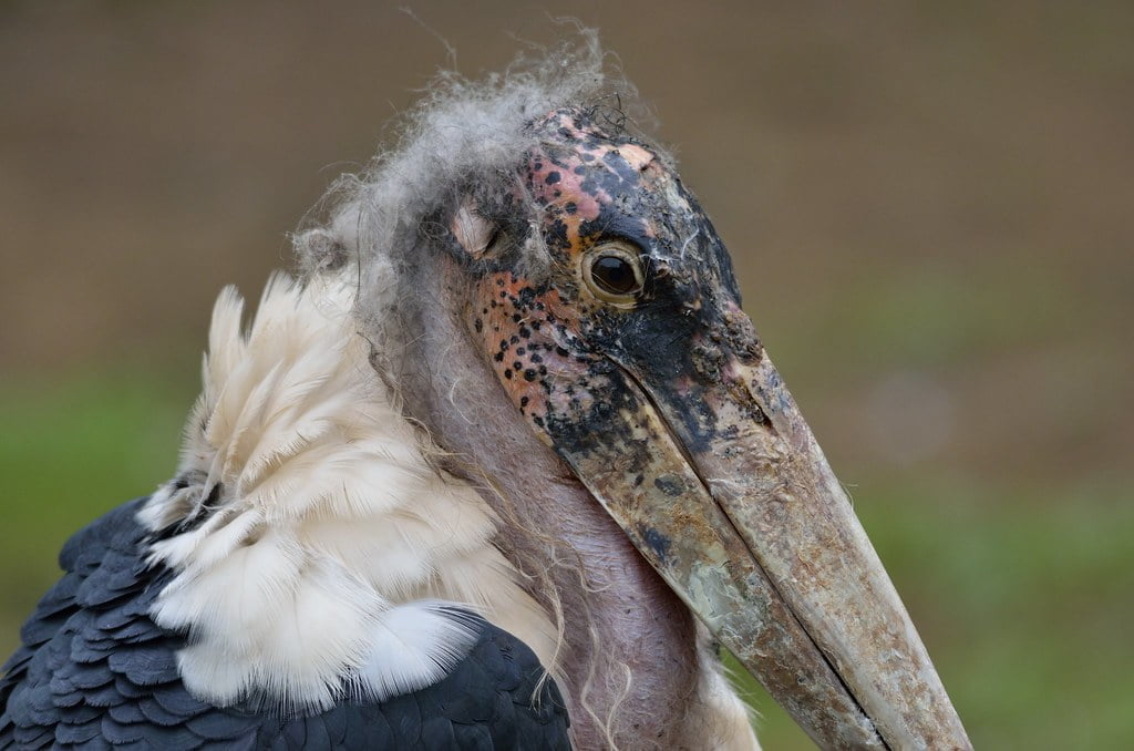 Marabou Stork - Top 40 Ugliest Animals in the World