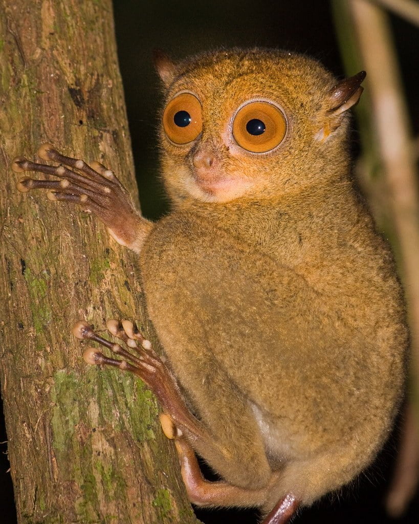 Tarsier