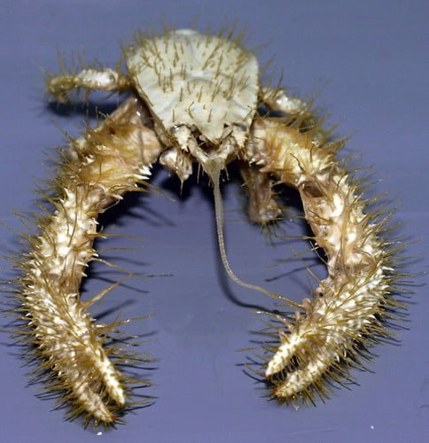 Yeti Crab - Top 40 Ugliest Animals in the World