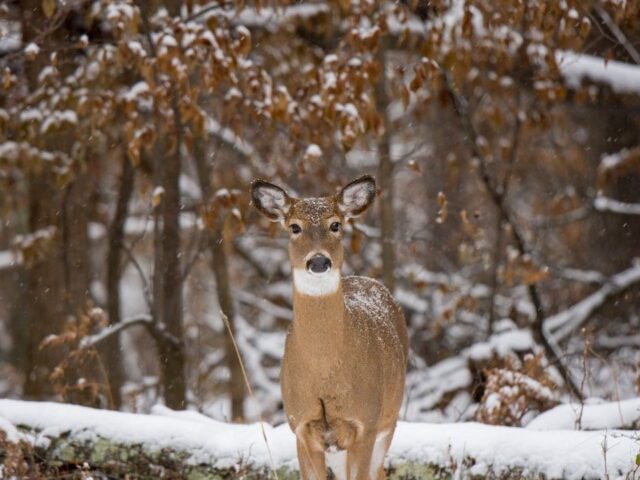 Do Deer Hibernate: How Deer Survive in The Winter