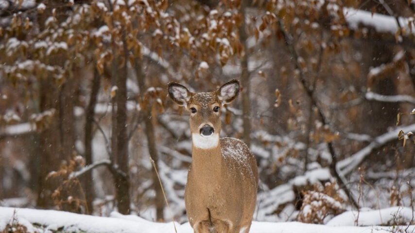 Do Deer Hibernate: How Deer Survive in The Winter