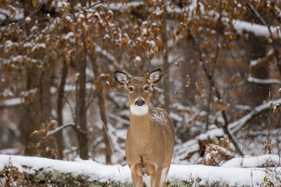 Do Deer Hibernate: How They Survive in The Winter