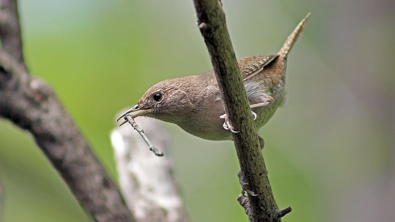 House Wrens - Do Birds Eat Ants