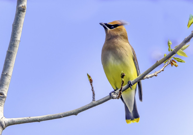 Cedar Waxwings - Do Birds Eat Ants