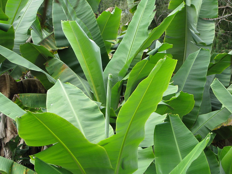 Can Deer Eat Banana Leaves?