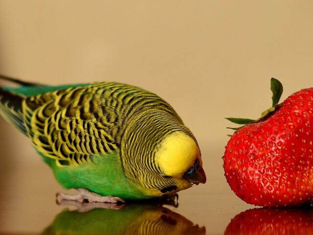 Can Birds Eat Strawberries? The Ultimate Guide 2023