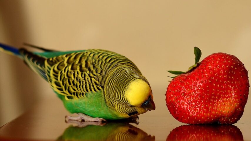 Can Birds Eat Strawberries? The Ultimate Guide 2023