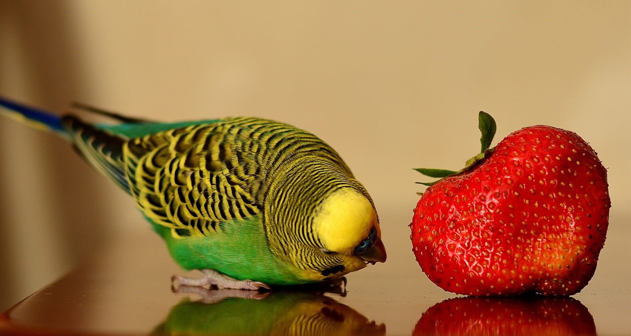 Can Birds Eat Strawberries? The Ultimate Guide 2023