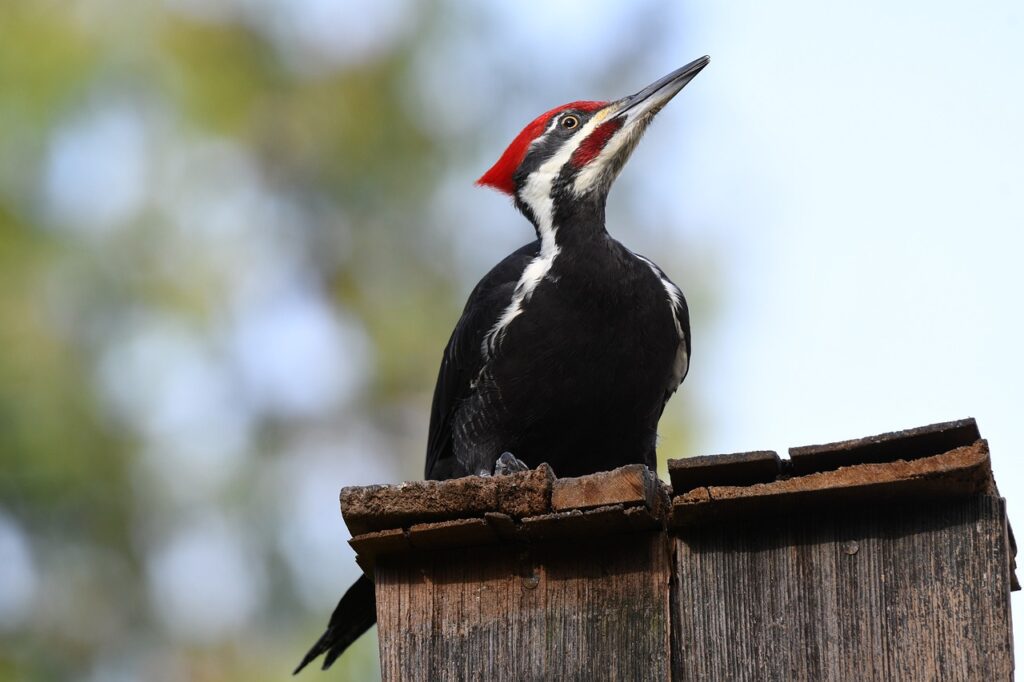 Pileated Woodpecker - Do Birds Eat Ants