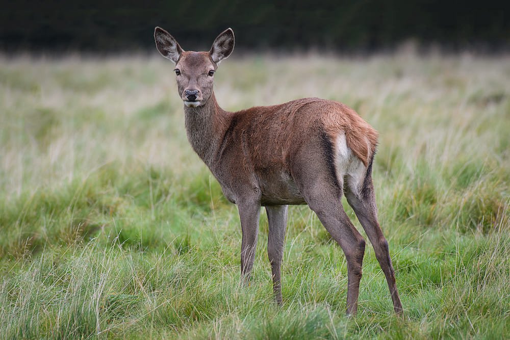 Doe: Female Deer