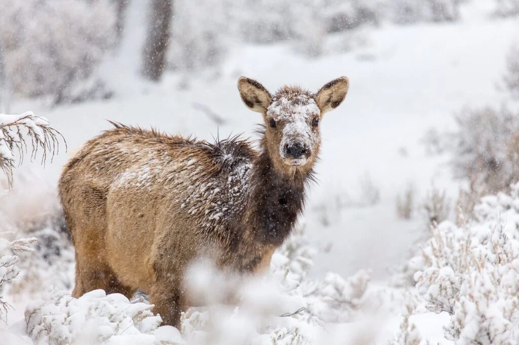 elk, deer, winter