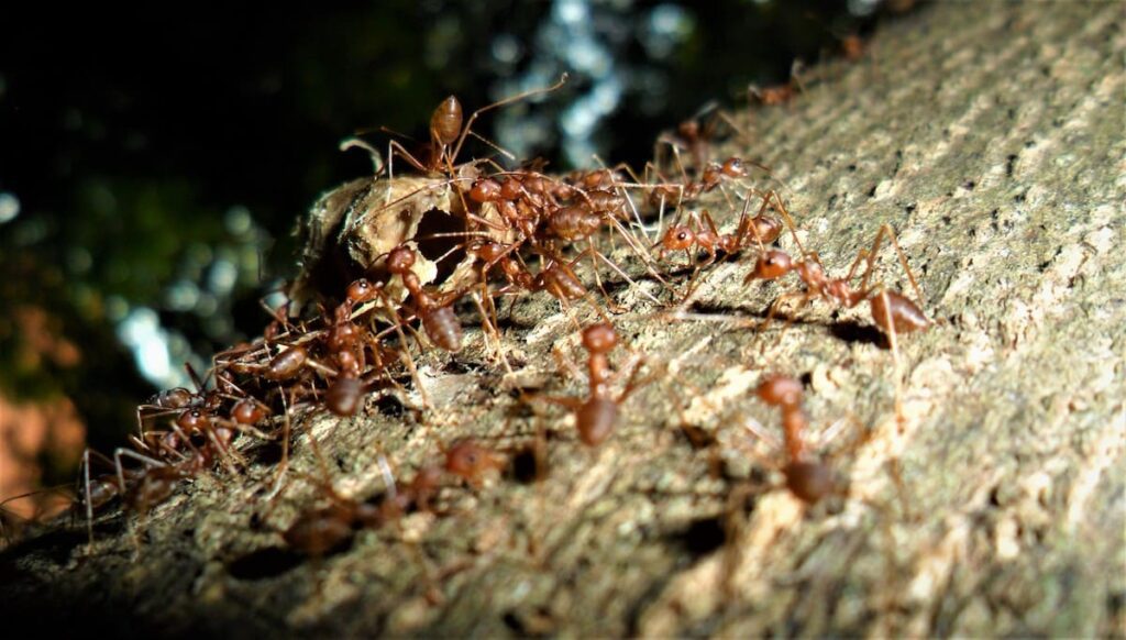Ant Swarming
