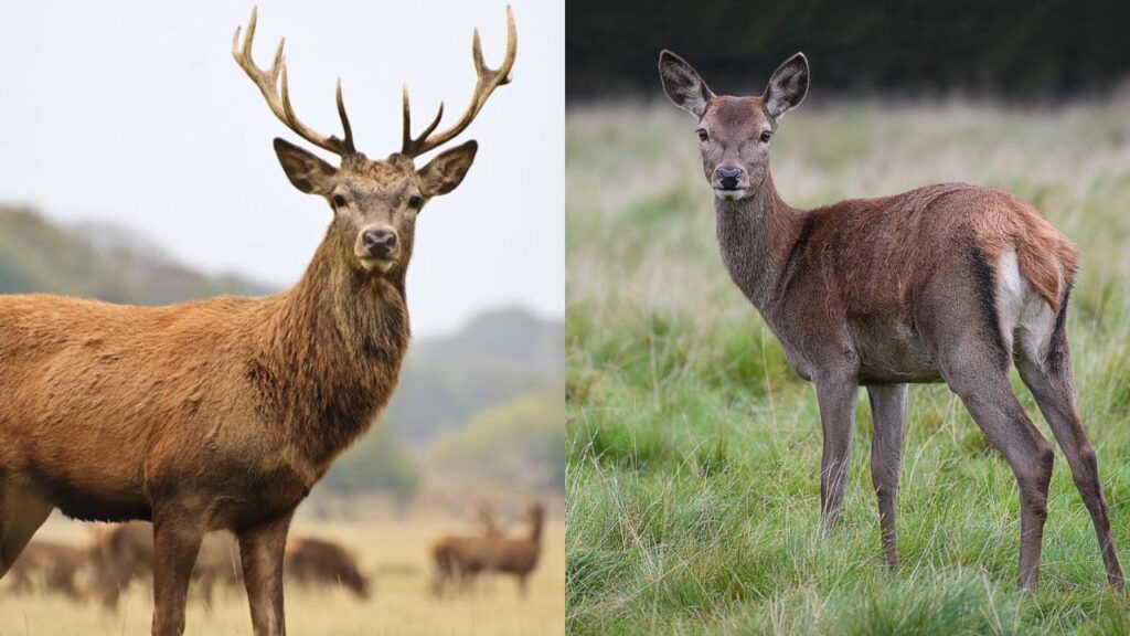 Differences Between Male and Female Deer