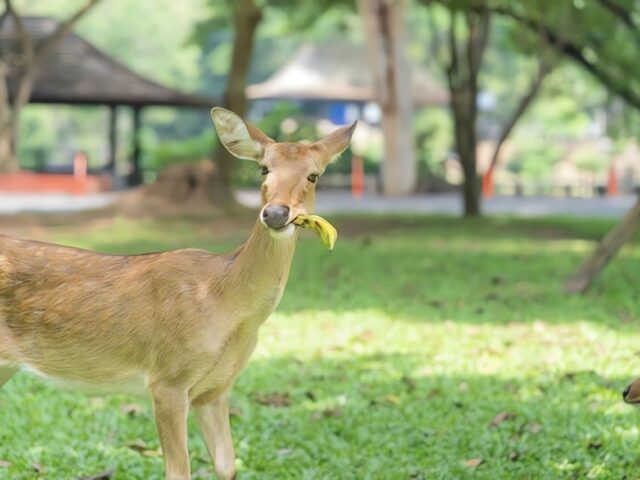 Do Deer Eat Bananas & Banana Peels? Everything You Need to Know